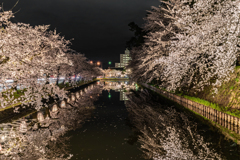 弘前桜事情6