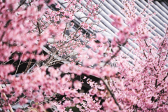 長徳寺1