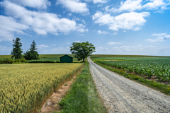 緑の小屋と一本の木2019