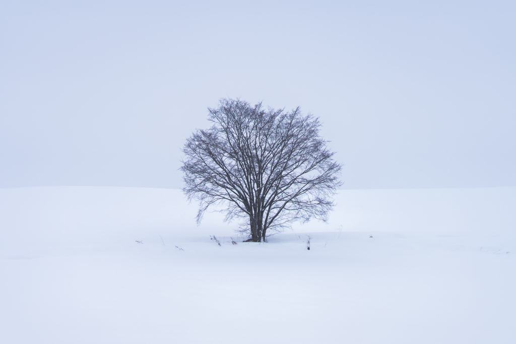 雪原の中の一本の木