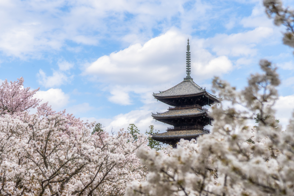 桜の花が散る前に1 By Mm701 Id 写真共有サイト Photohito