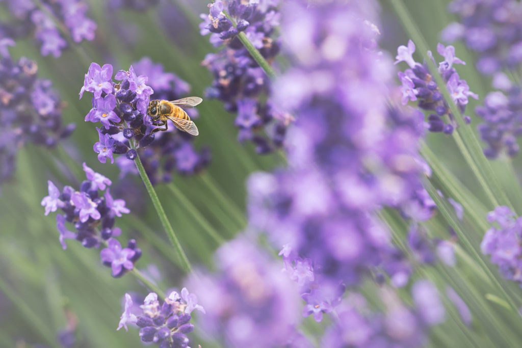 蜂とラベンダー3
