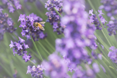 蜂とラベンダー3