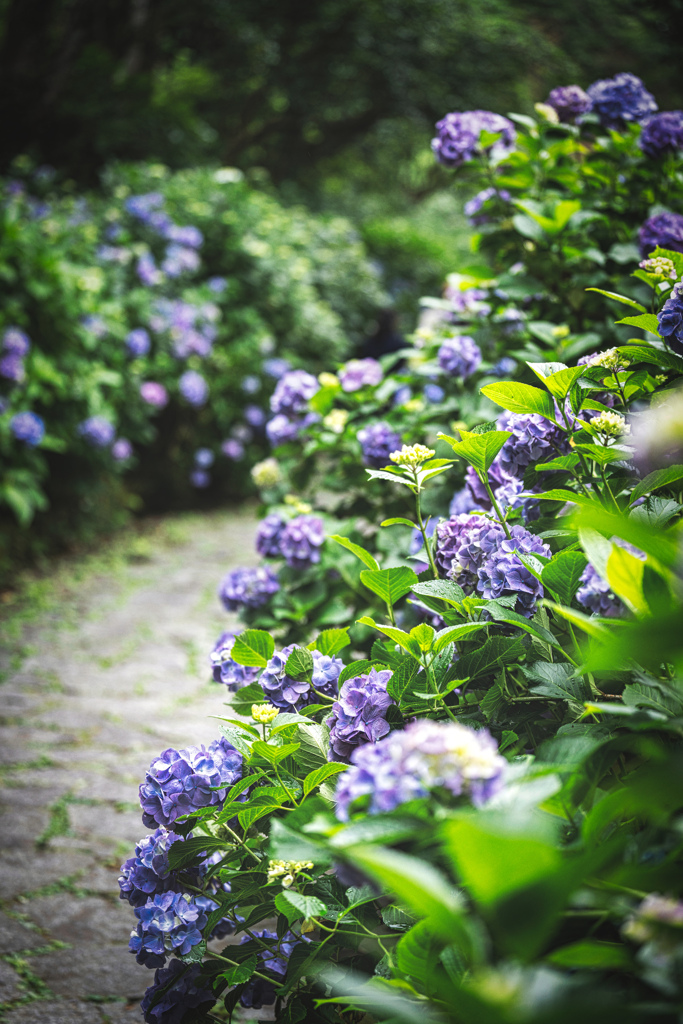 下田の紫陽花1