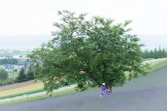 ラベンダーとヘルメット