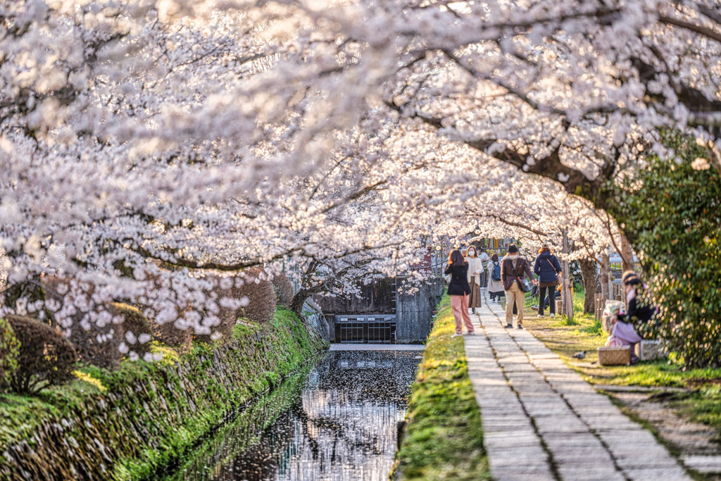 哲学の道花筏6
