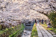 哲学の道花筏6
