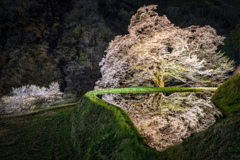 駒つなぎの桜3