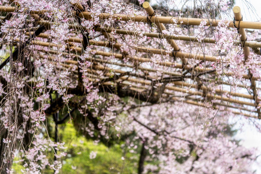 桜の花が散る前に3
