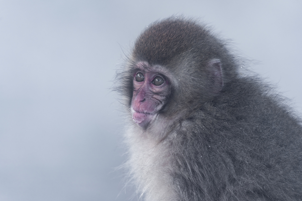 スノーモンキー4