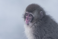 スノーモンキー4