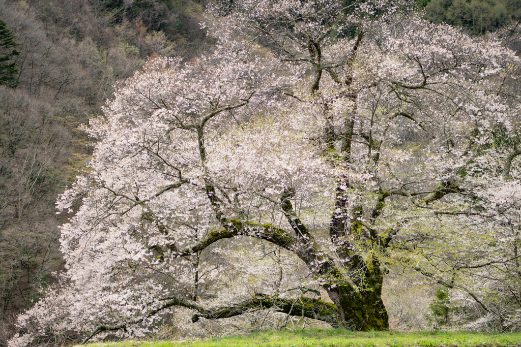 駒つなぎの桜