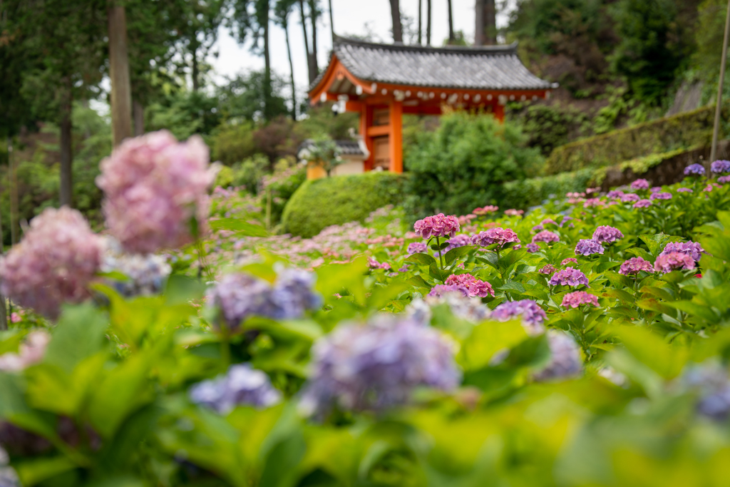 三室戸の紫陽花2