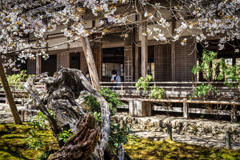 桜の花が散る前に4