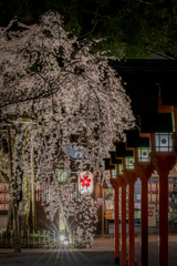 夜の平野神社2