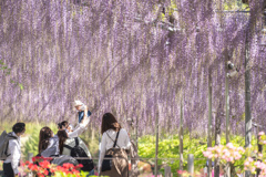 あしかがフラワーパーク7