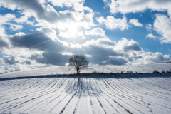 ブロッコリーの木？