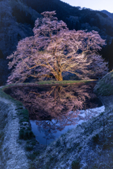 駒つなぎの桜