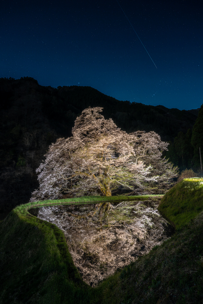 駒つなぎの桜4