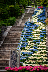 三室戸寺の昇龍