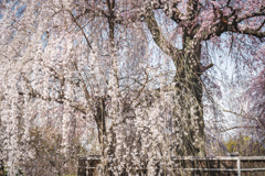 円山公園2