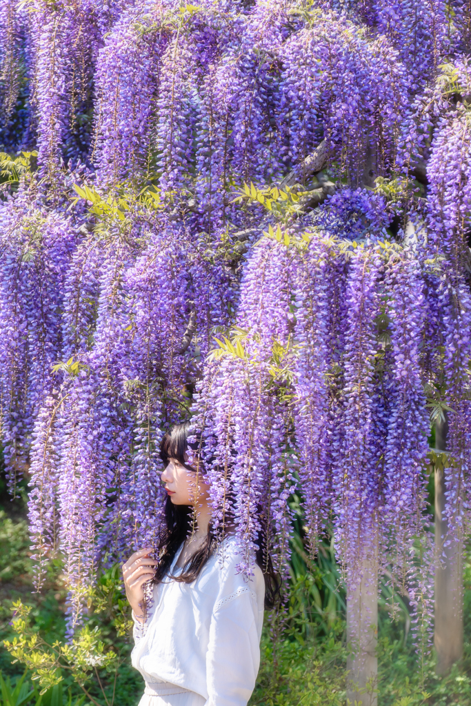 あしかがフラワーパーク4