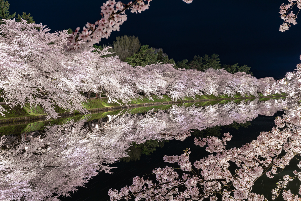 弘前桜事情9