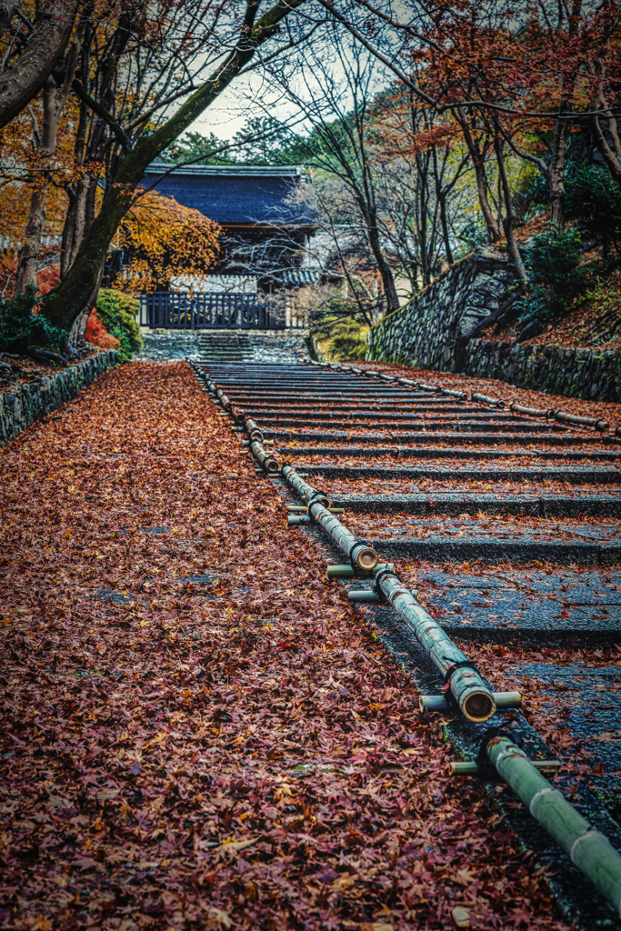 雨上がりの参道