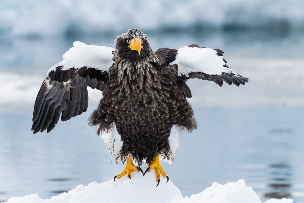 氷上のオオワシ2