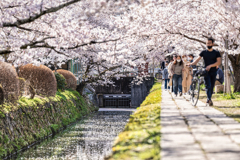 哲学の道花筏2