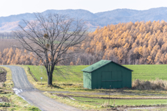 秋の終わり冬の始まり2 秋の終わり冬の始まり2