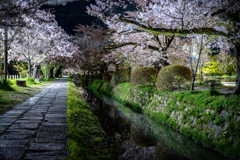 夜の哲学の道