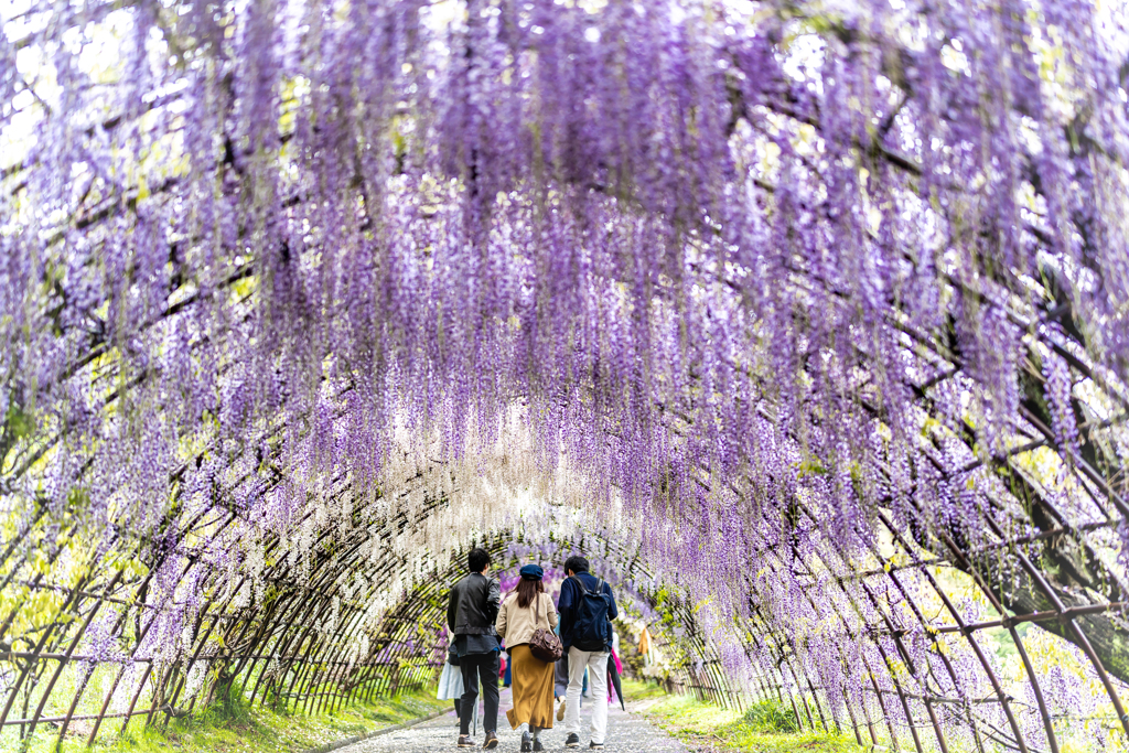 河内藤園1回目の2