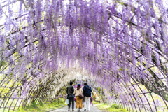 河内藤園1回目の2