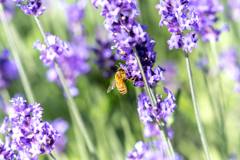 蜂とラベンダー2