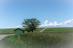 白い雲と緑の小屋と