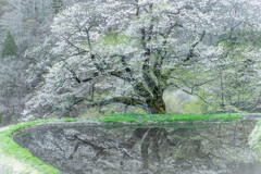 駒つなぎの桜