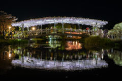 夜のあしかがフラワーパーク1