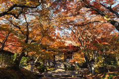 秋の常寂光寺1