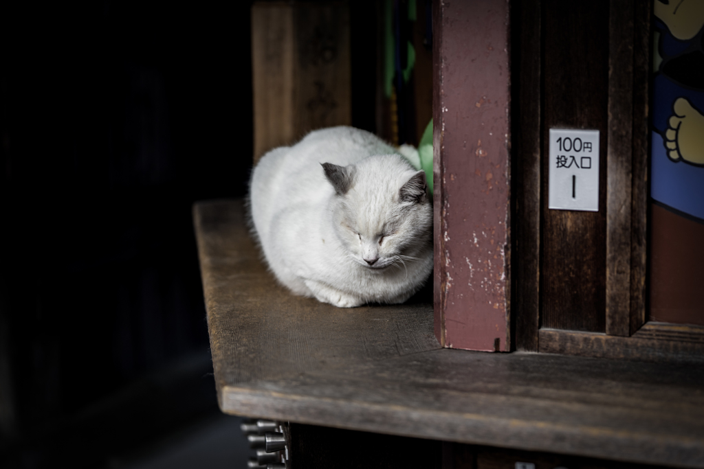 吉備津の猫