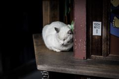 吉備津の猫
