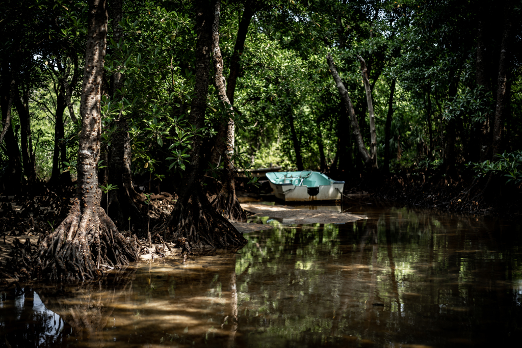 マングローブ見に行こう2