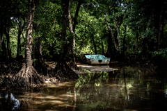 マングローブ見に行こう2