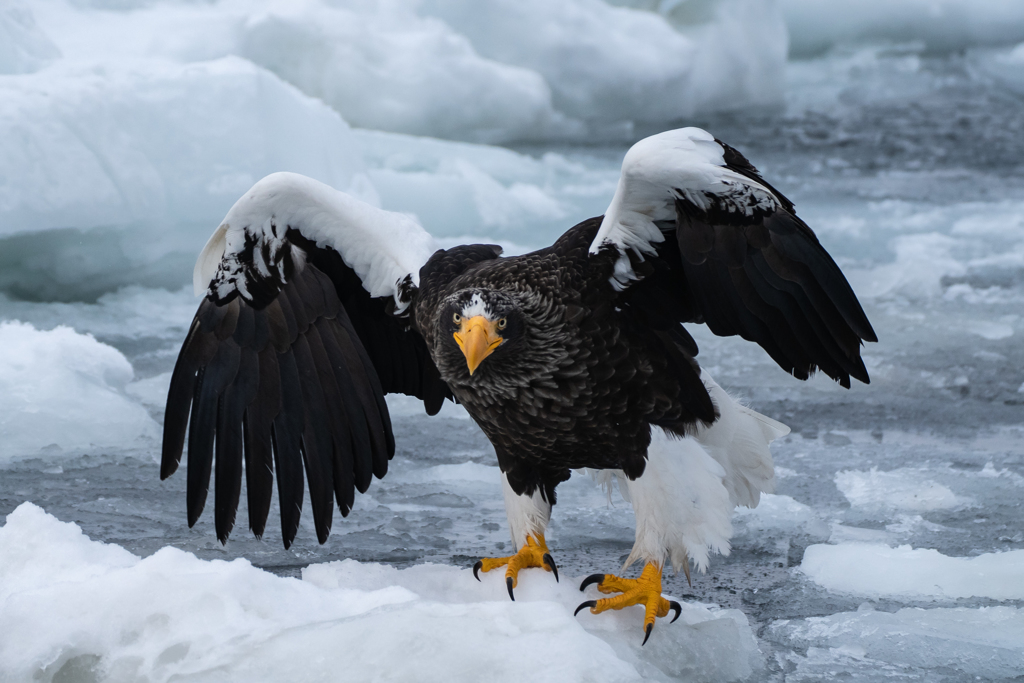 氷上のオオワシ1