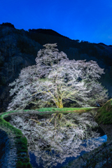 駒つなぎの夜桜1
