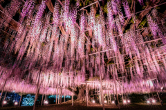 夜のあしかがフラワーパーク4