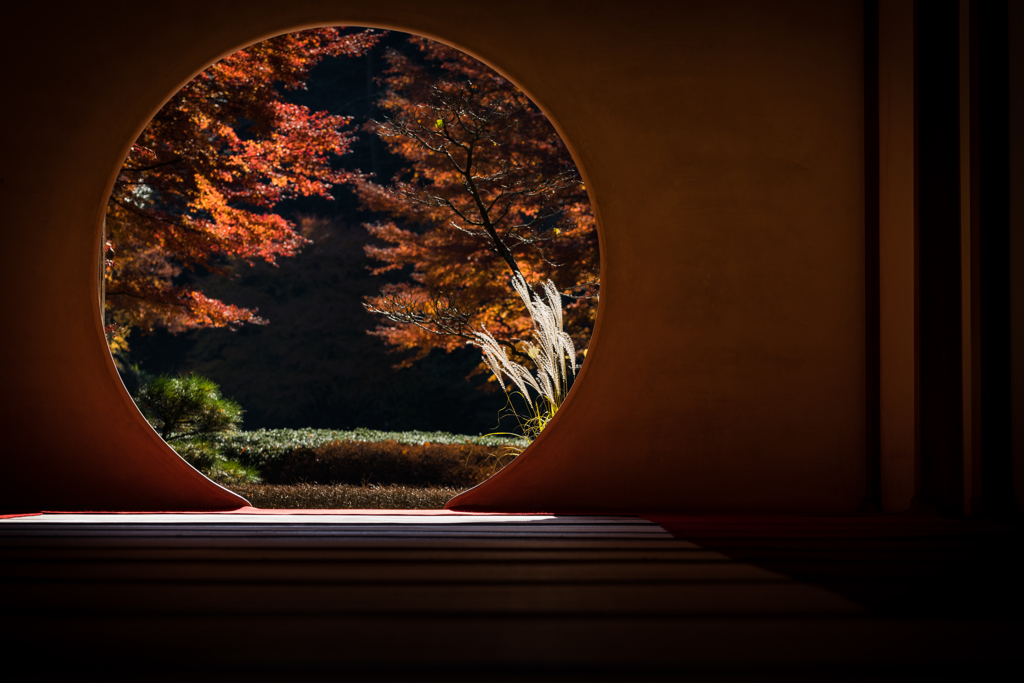 秋の明月院2 