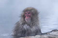 湯中の猿1