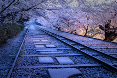 蹴上の桜