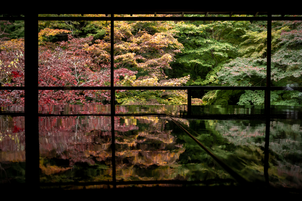 秋の瑠璃光院2